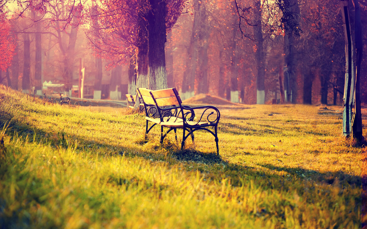 A beautiful wide autumn landscape with a park bench and golden fallen leaves, opening the Welcome to Autumn features on Kayoubi Muse.